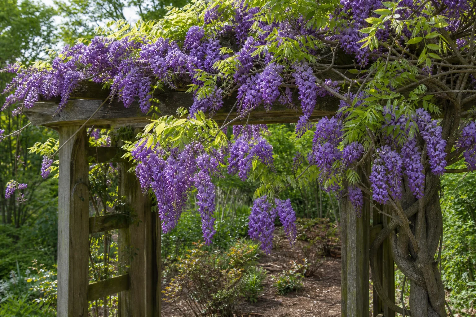 Purple American Wisteria flowering on a sturdy garden arbor
