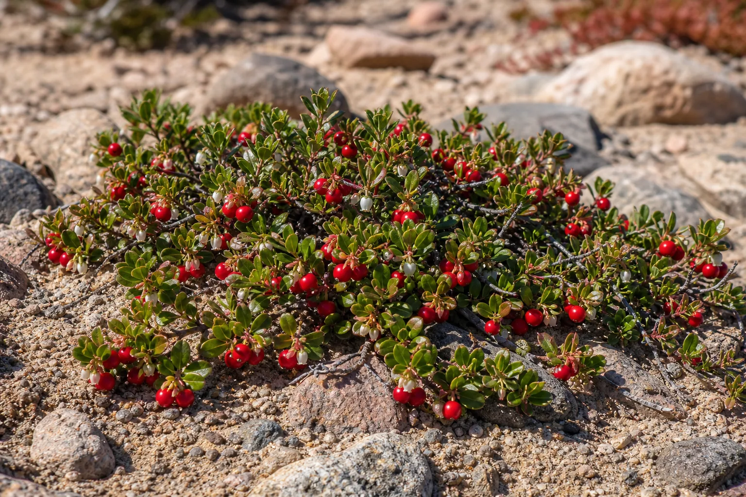 Red Bearberry fruit on a low evergreen mat in a sandy garden bed