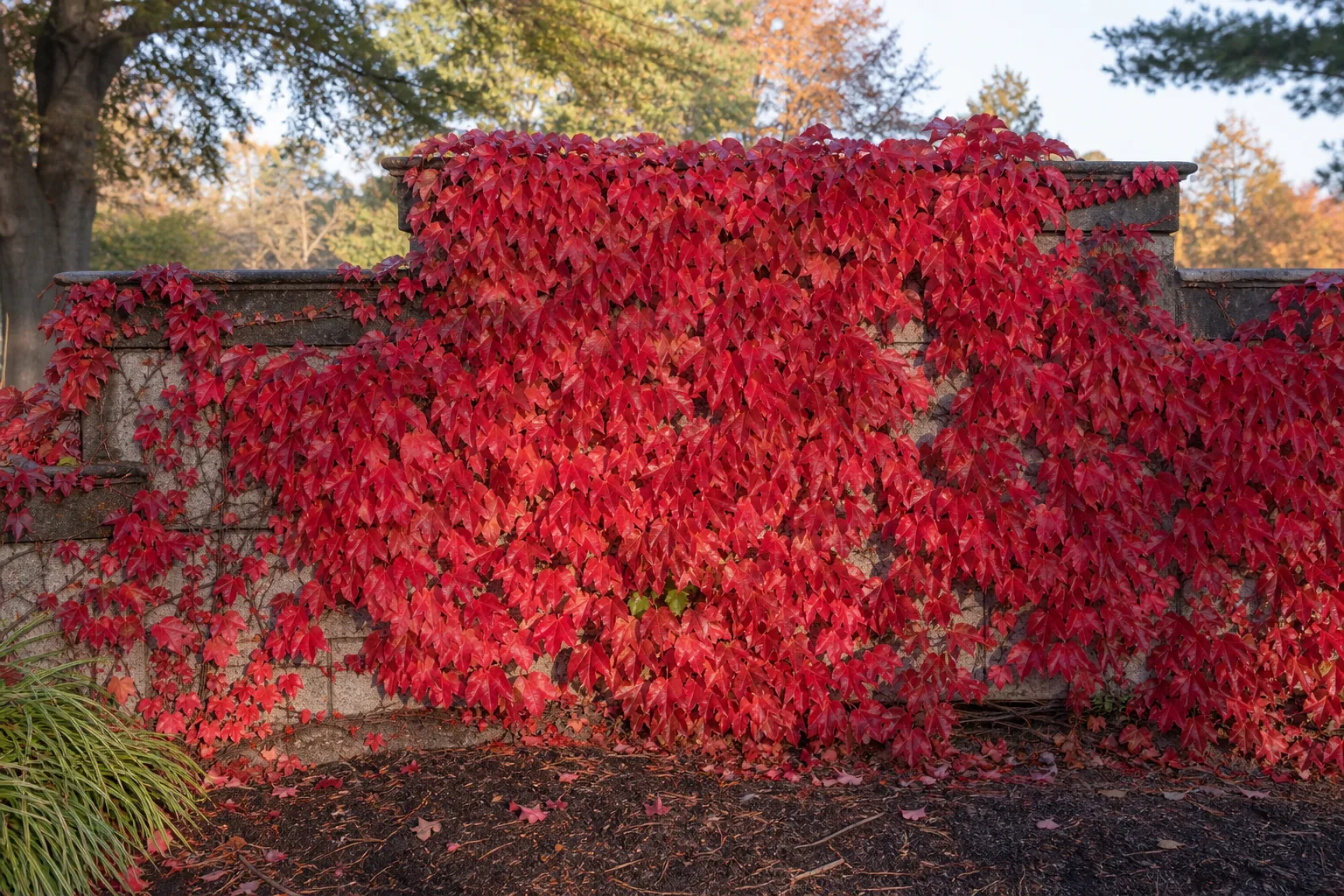 Crimson Boston Ivy foliage climbing a masonry garden structure