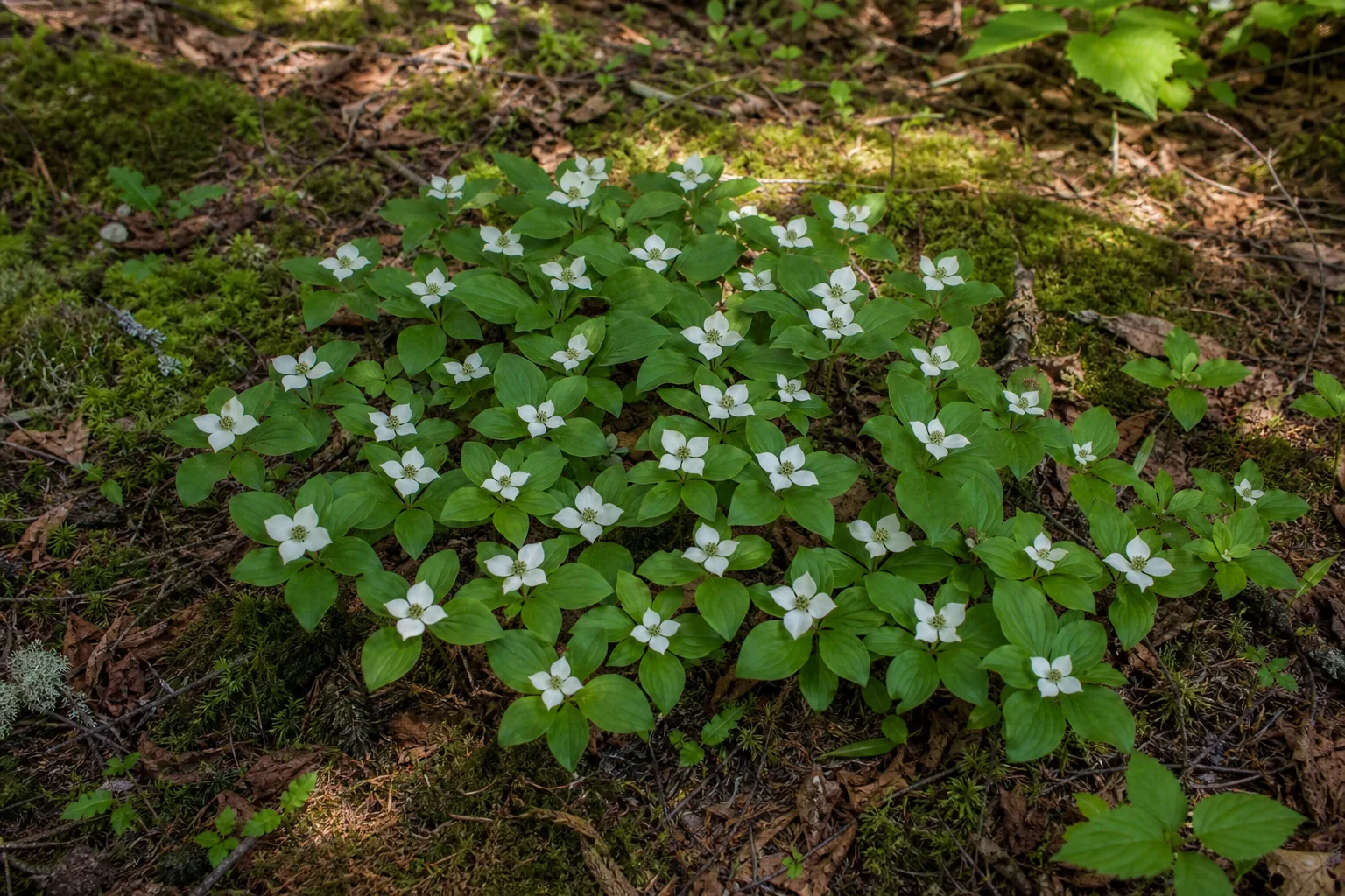 White Bunchberry flowers carpeting a cool woodland garden floor