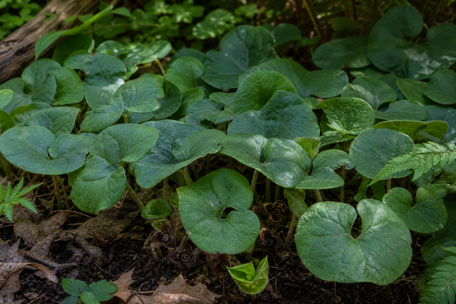 Canadian Wild Ginger carpeting a moist woodland garden floor