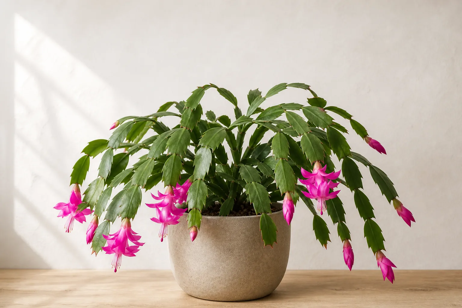 Christmas cactus representing winter growth and seasonal indoor care