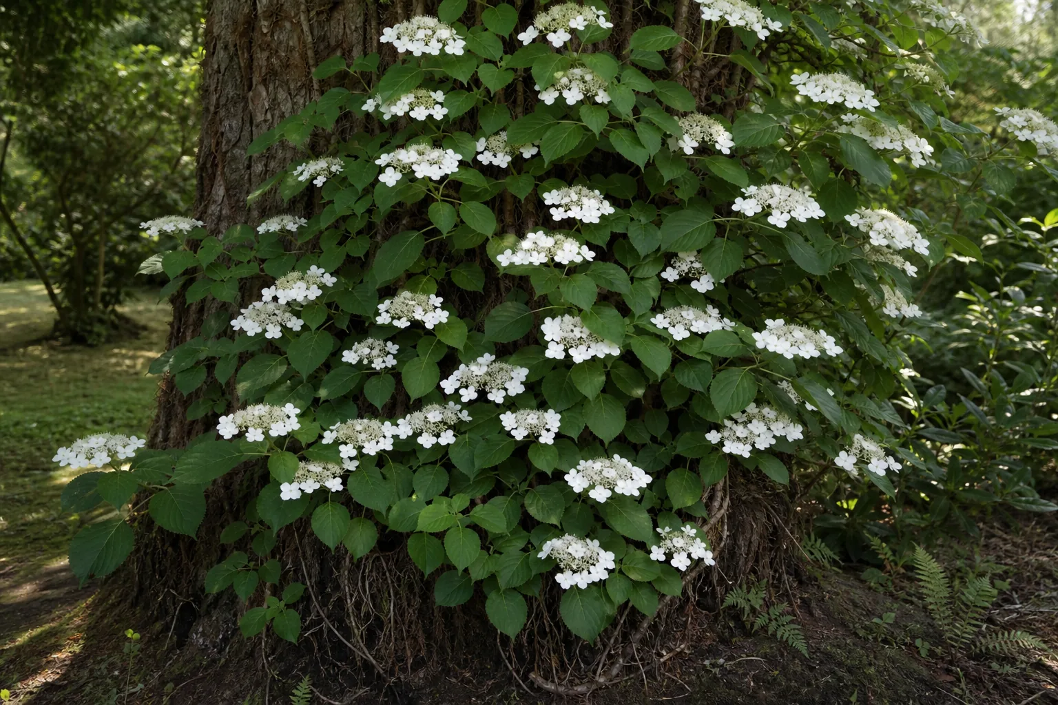 White Climbing Hydrangea flowering on a shaded mature garden tree