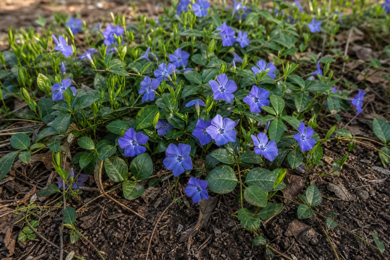 Blue Common Periwinkle flowers spreading through a shaded garden bed