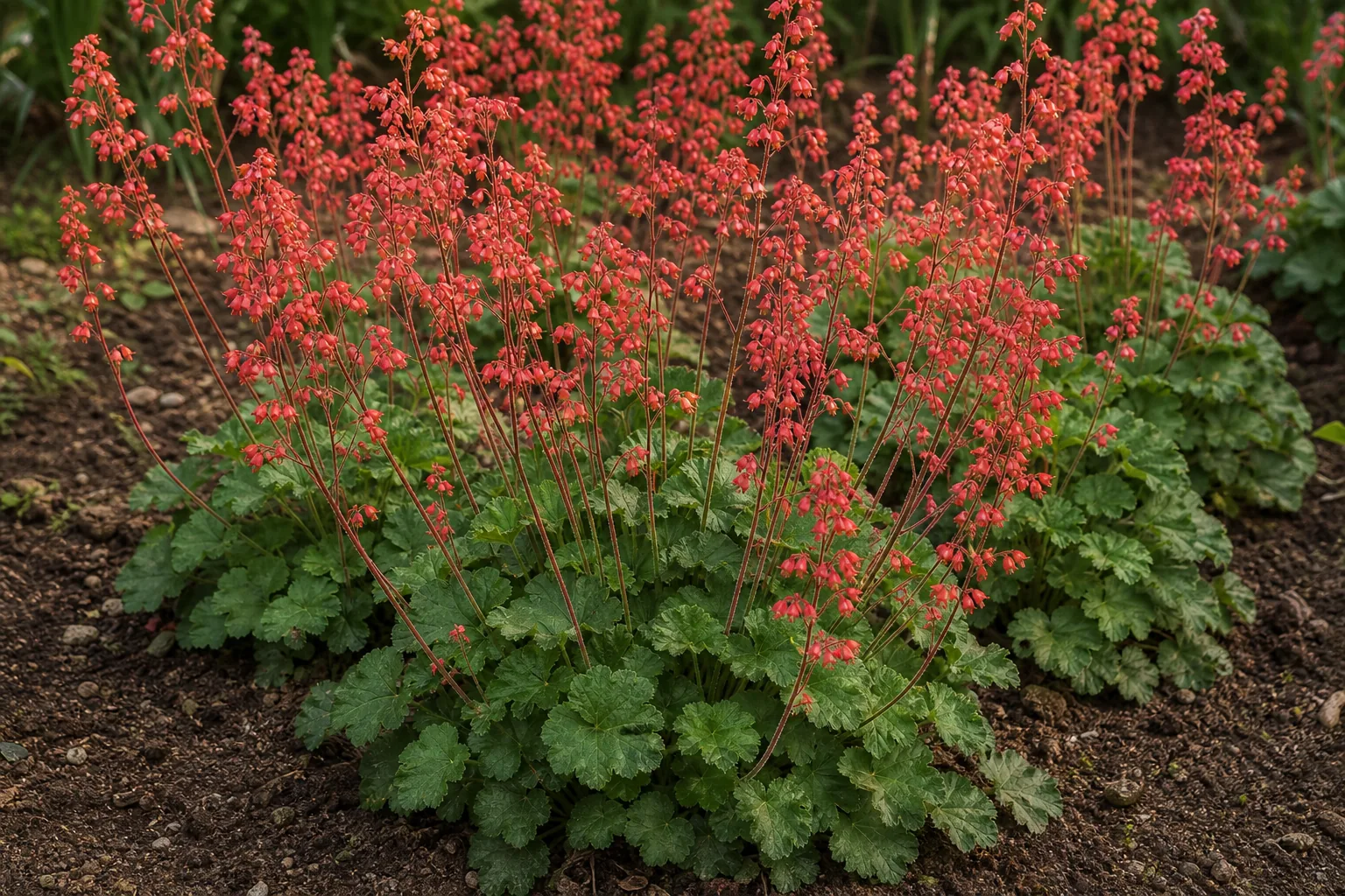 Red Coral Bells flower spikes rising above a shaded garden bed