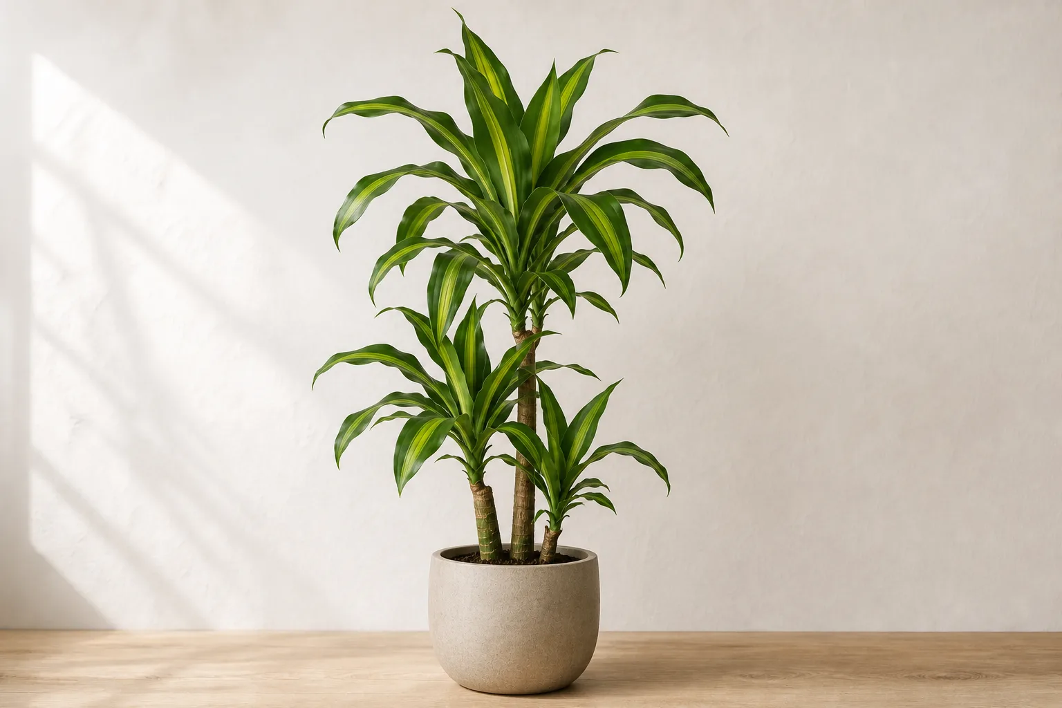 Long corn plant leaves that can show pale spider mite stippling before webbing appears