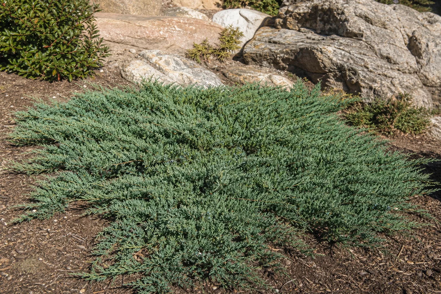 Creeping Juniper spreading across a sunny rocky garden slope
