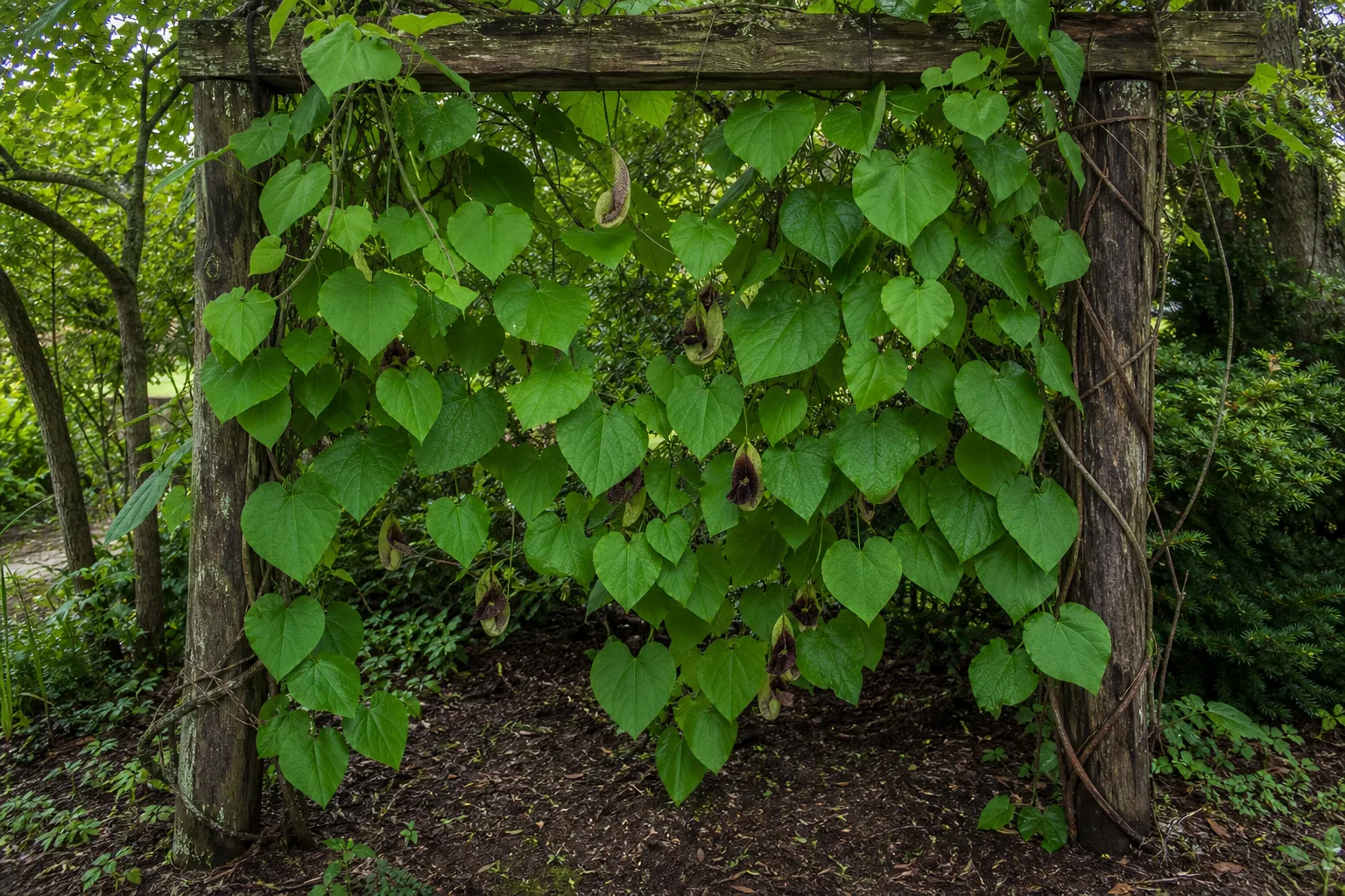 Dutchman's Pipe climbing a shaded garden arbor outdoors