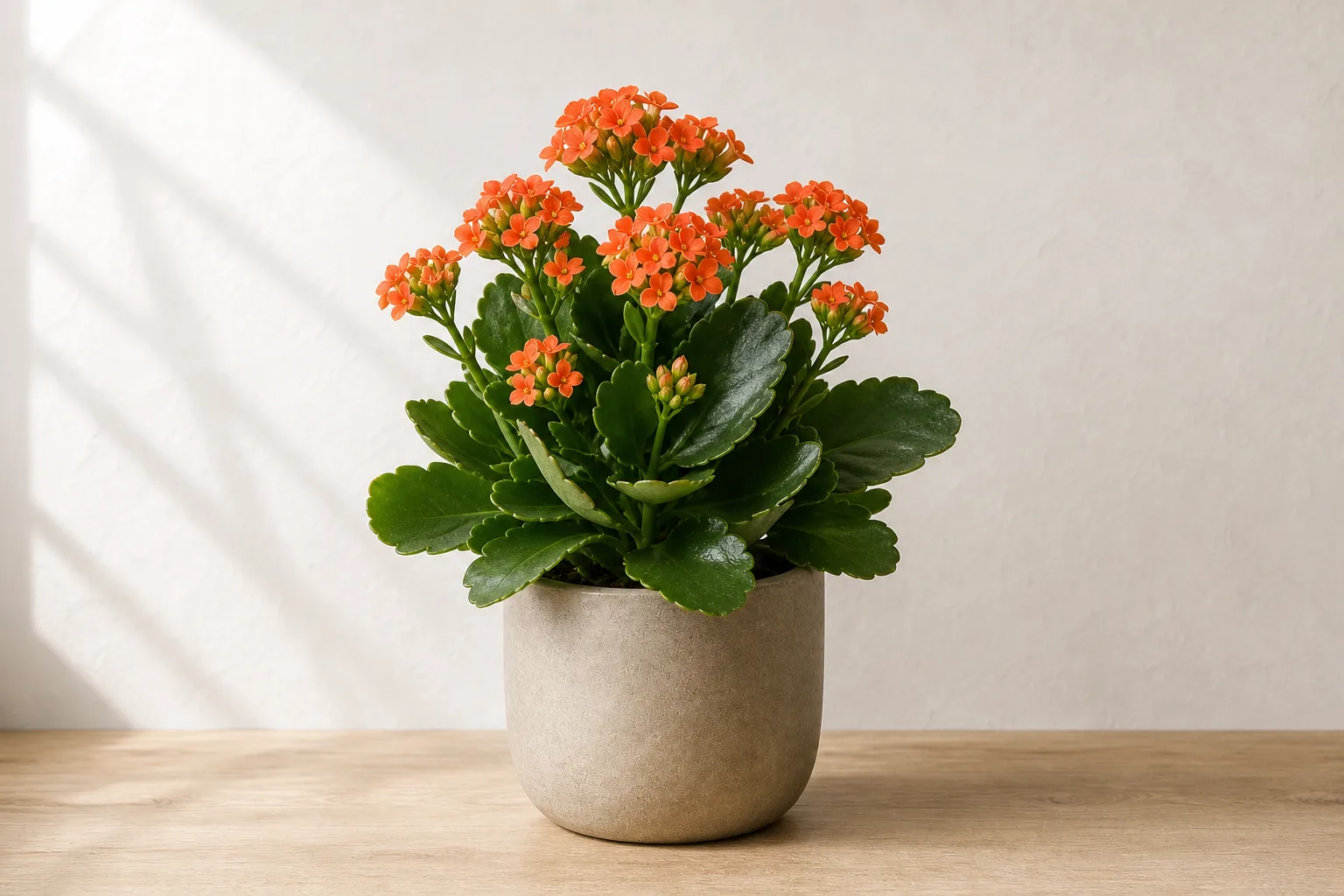 Flaming Katy flower clusters and new shoots where indoor aphid colonies often gather