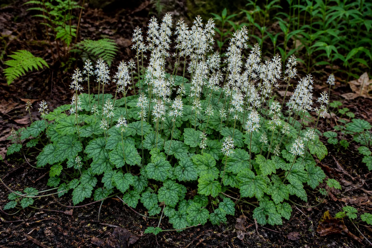 White Foamflower spikes spreading through a shaded woodland garden bed