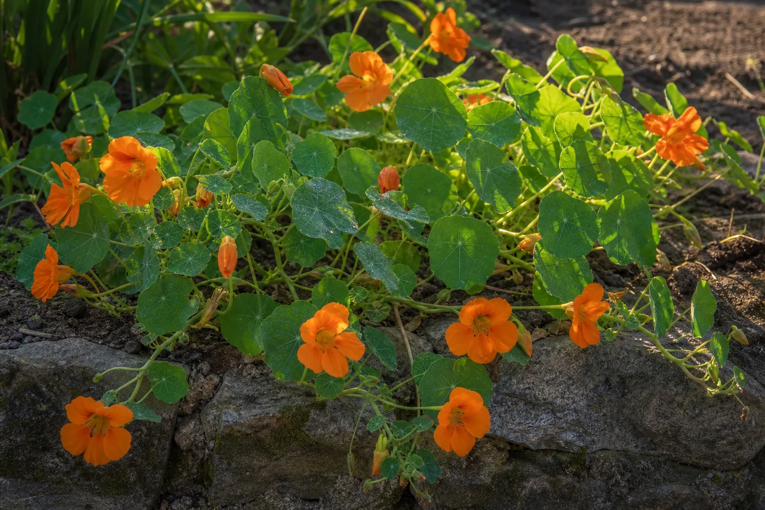 Orange Garden Nasturtium flowers trailing across a sunny garden bed