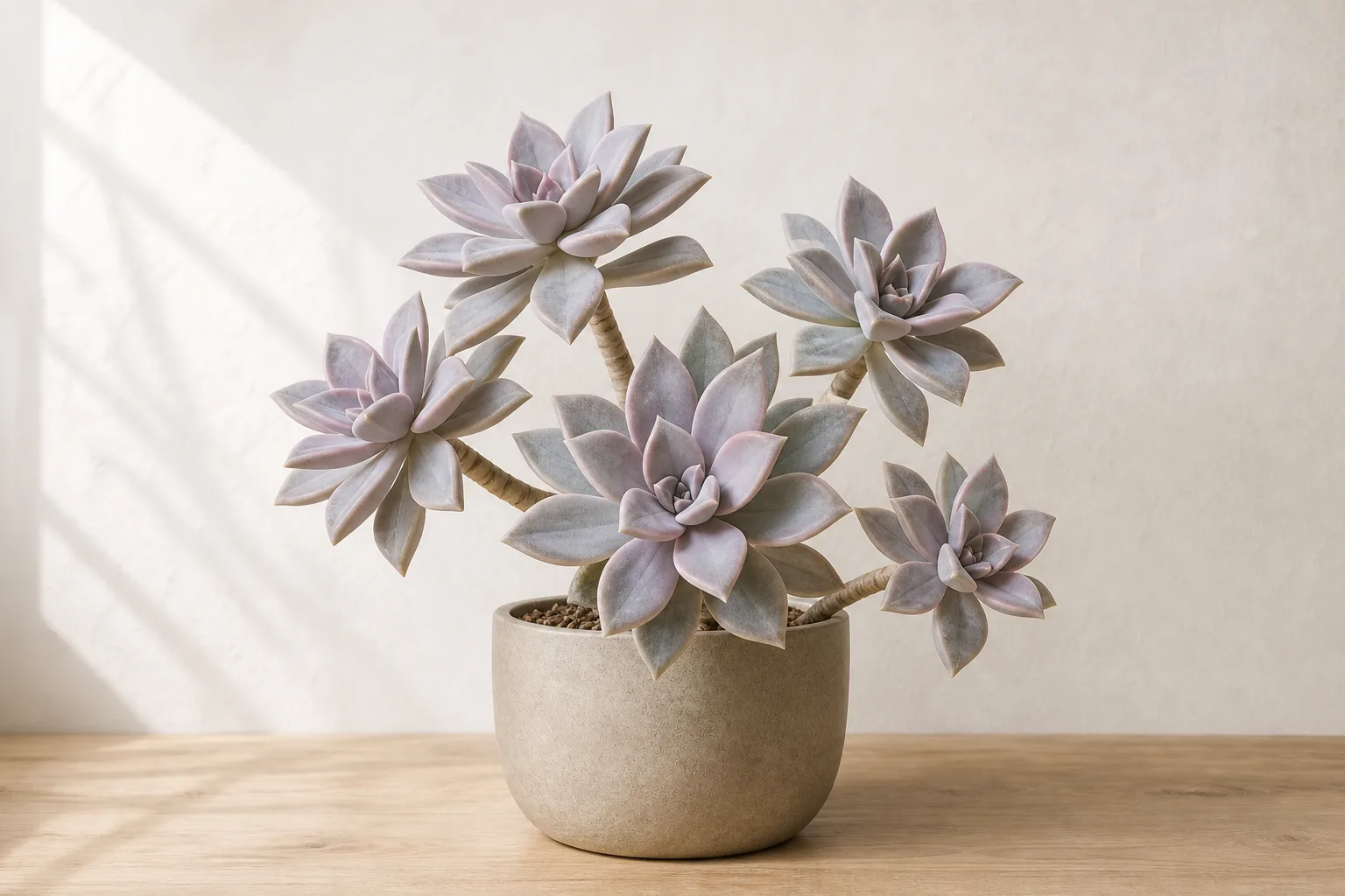 Ghost Plant in a warm stone ceramic pot against an off-white wall