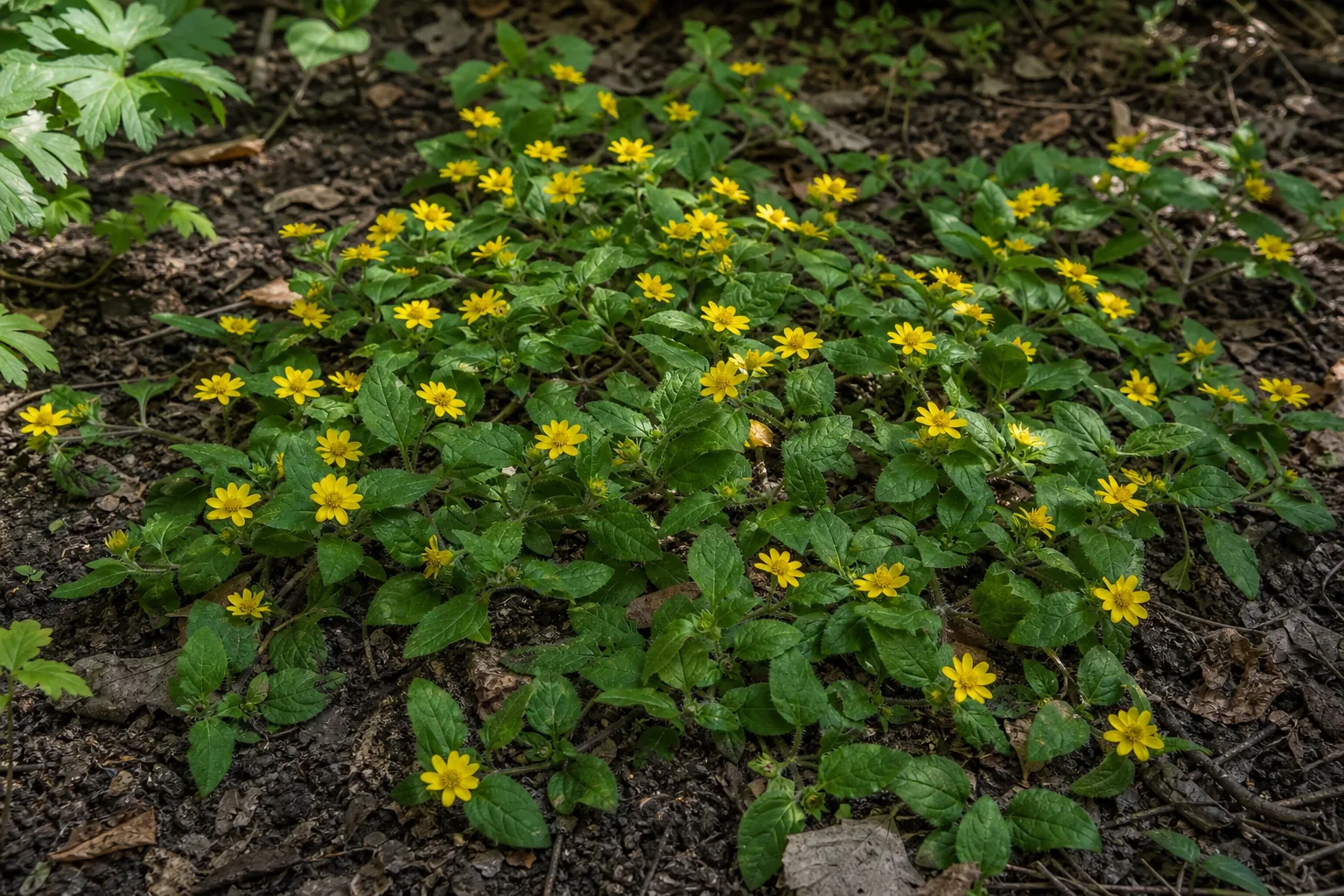 Yellow Green-and-gold flowers spreading across a natural garden bed