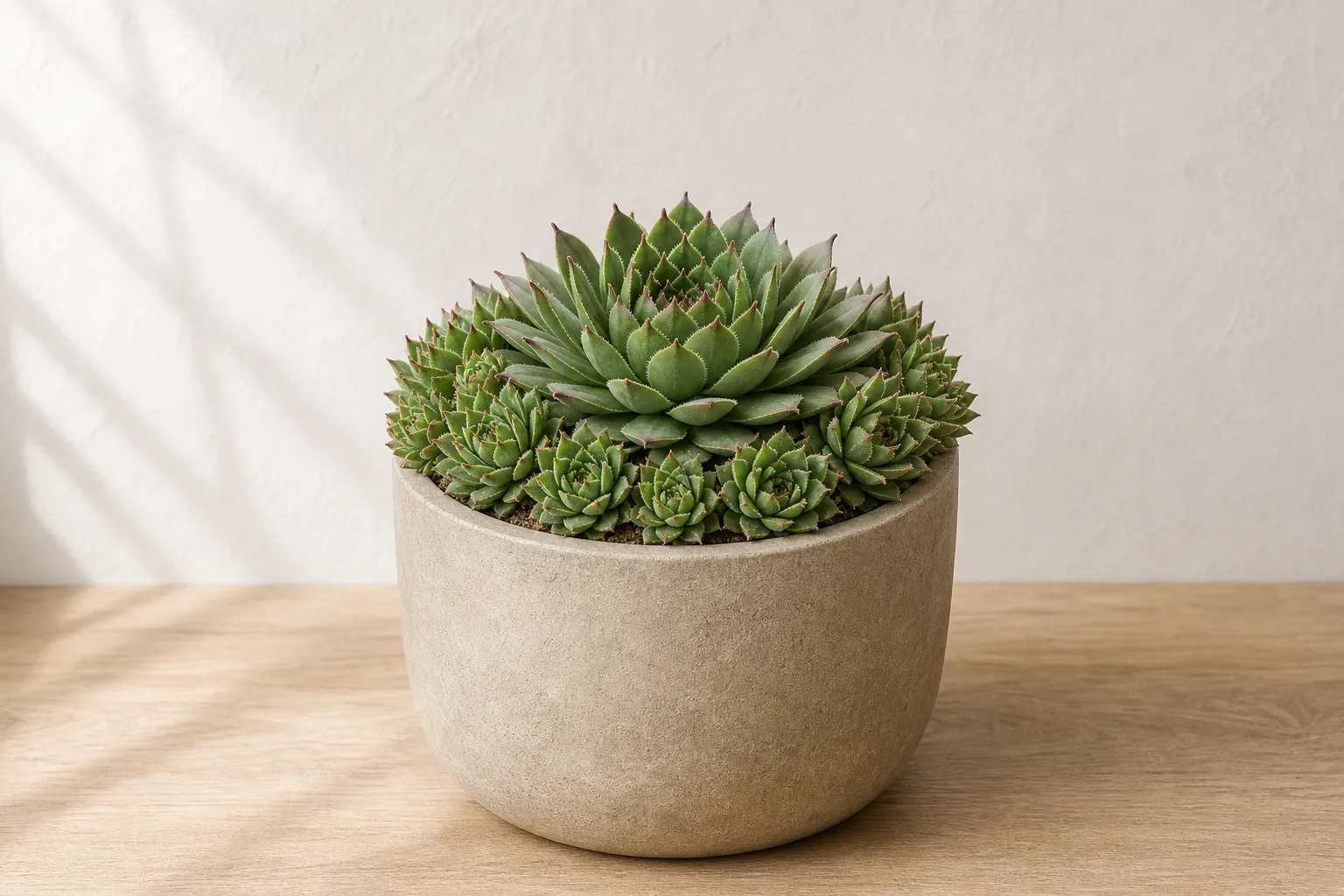 Hens and Chicks in a warm stone ceramic pot against an off-white wall