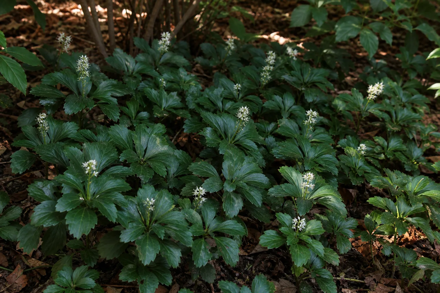 Japanese Pachysandra carpeting a shaded woodland garden bed
