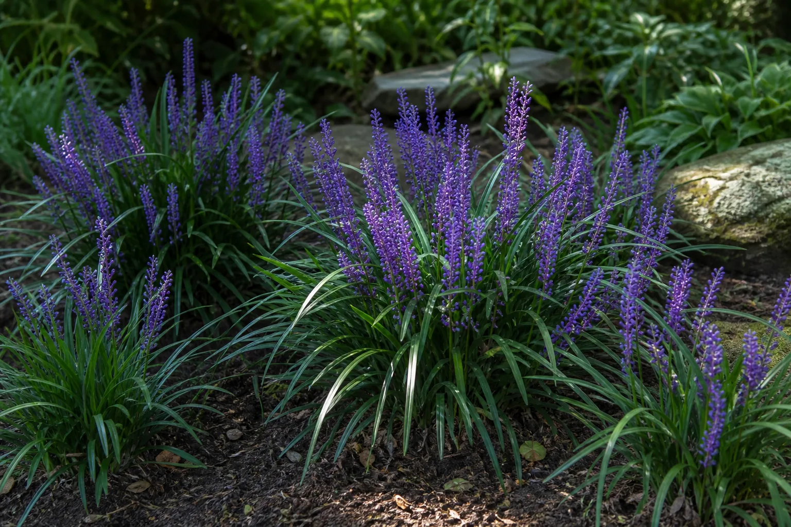 Purple Lilyturf flower spikes edging a shaded garden bed