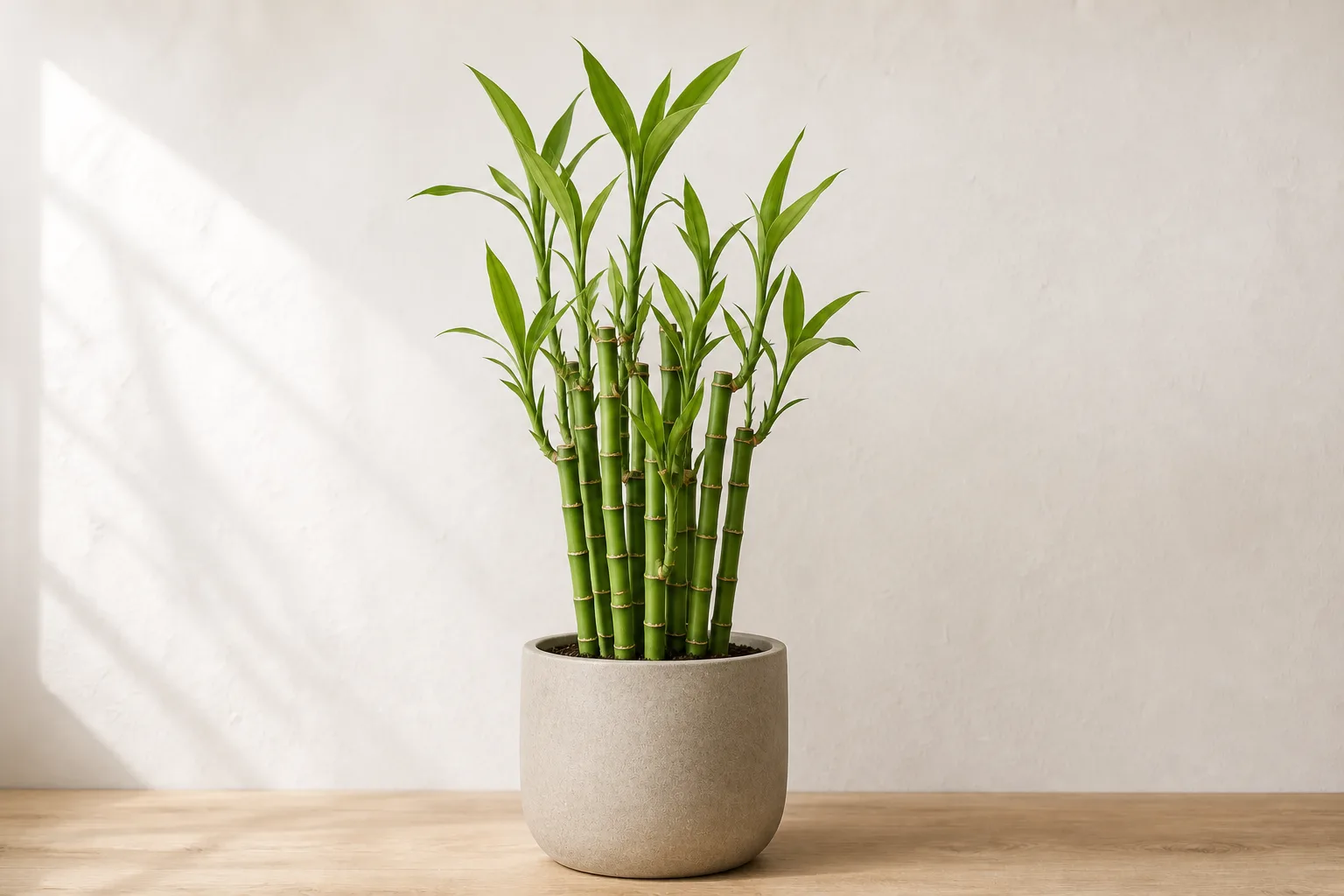 Organized lucky bamboo and houseplants prepared for time away