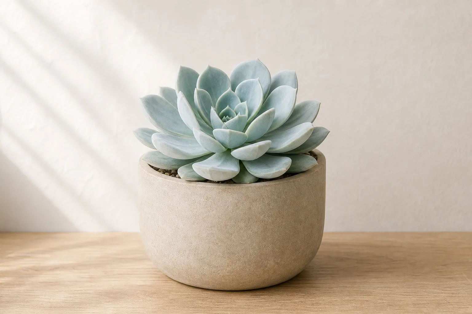 Mexican Snowball in a warm stone ceramic pot against an off-white wall