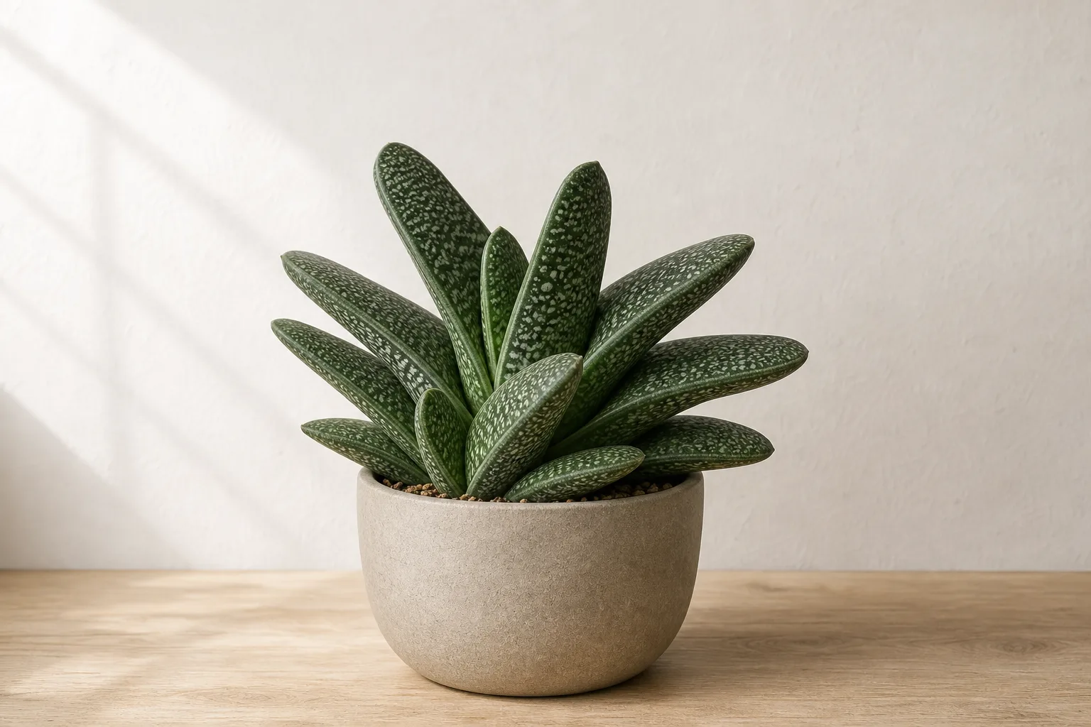 Ox Tongue in a warm stone ceramic pot against an off-white wall