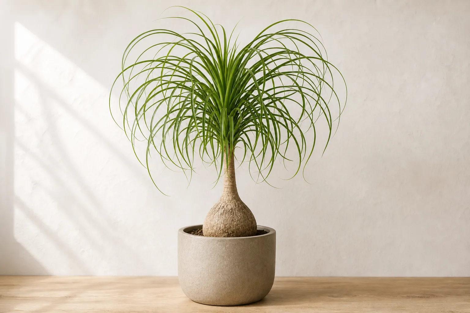 Ponytail Palm in a warm stone ceramic pot against an off-white wall
