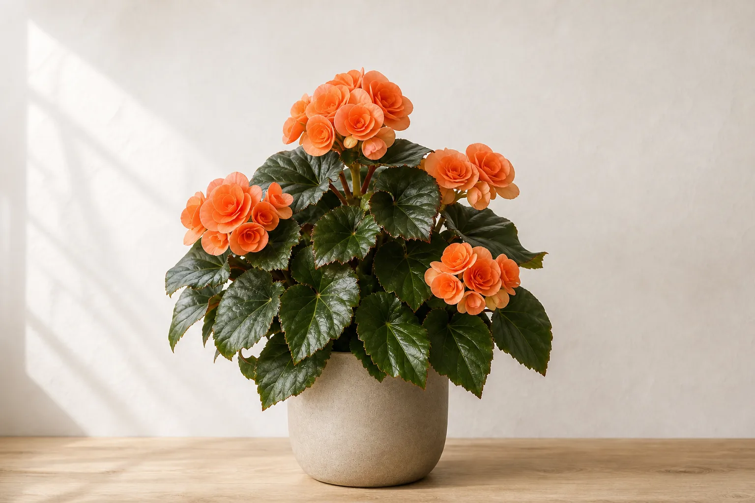 Rieger begonia leaves that can show distinct dark lesions under disease or moisture stress