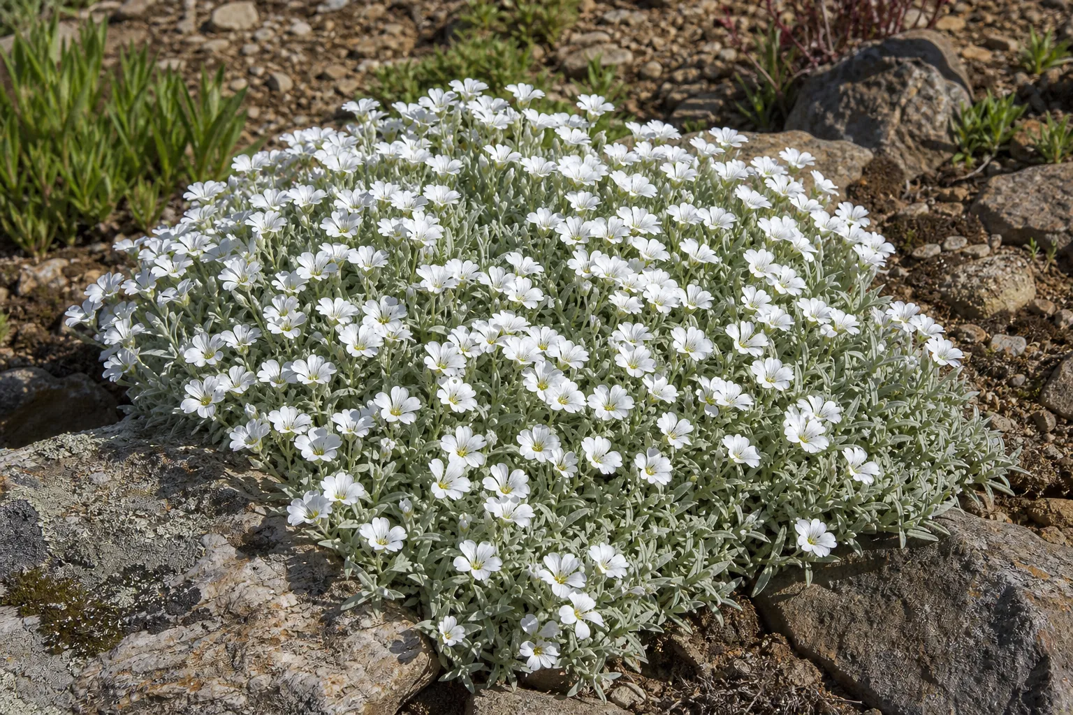 White Snow-in-summer flowers carpeting a dry sunny garden slope