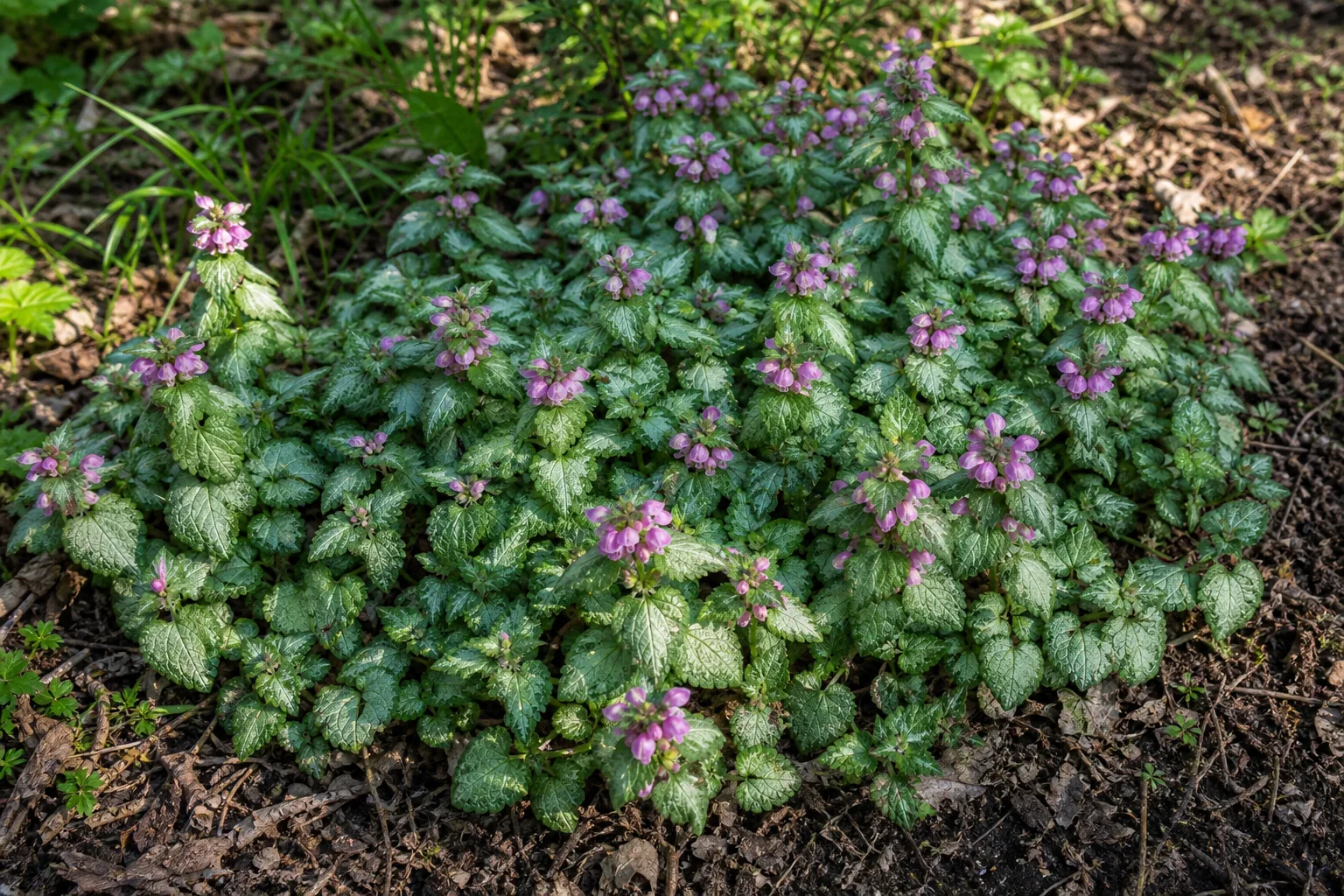 Pink Spotted Dead-nettle flowers spreading through a shaded garden bed