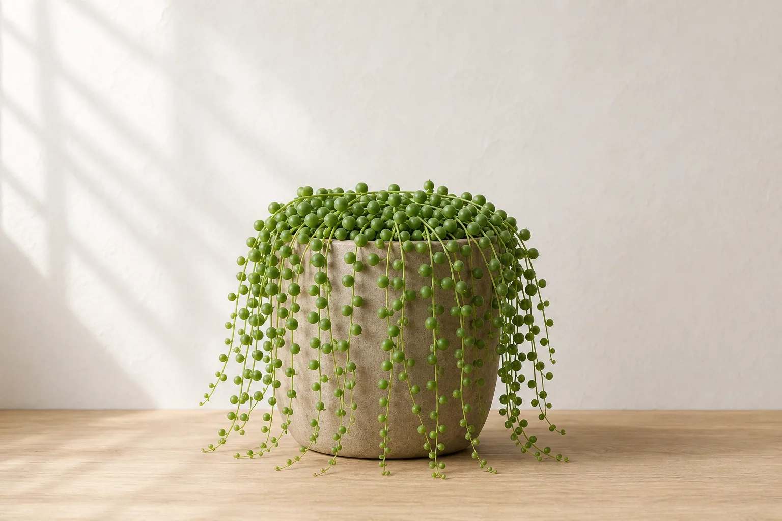 String of Pearls in a warm stone ceramic pot against an off-white wall