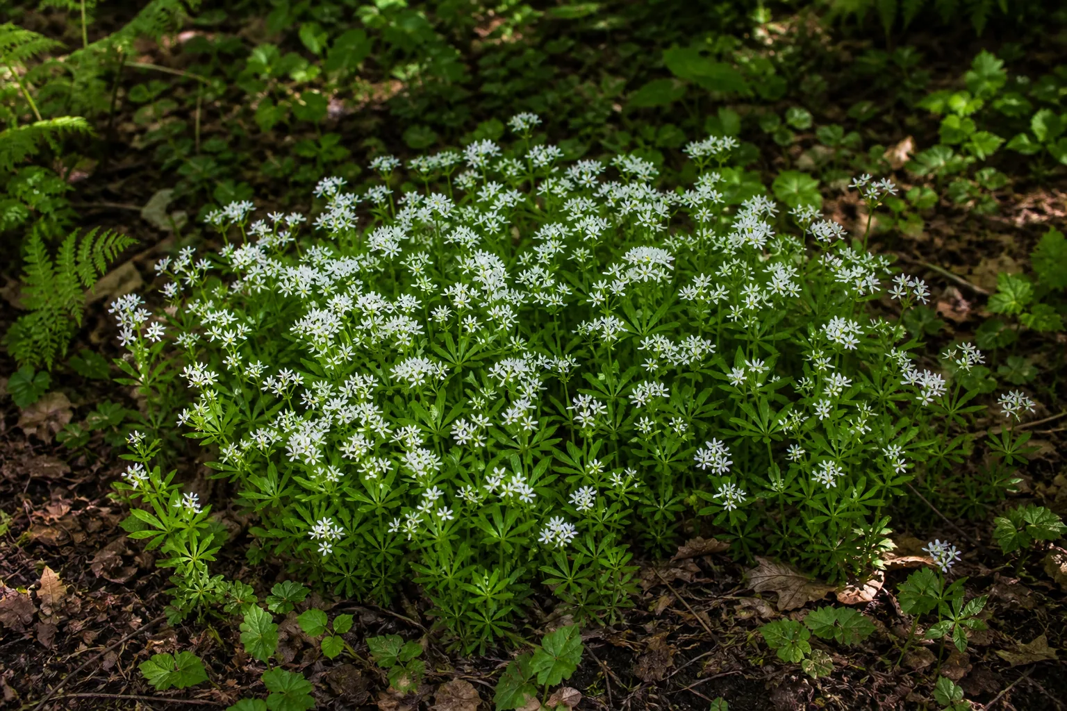 White Sweet Woodruff flowers carpeting a shaded woodland garden bed