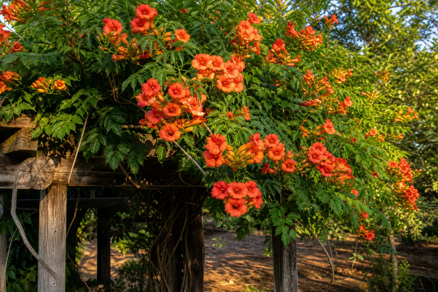 Orange Trumpet Vine flowering on a sturdy garden arbor