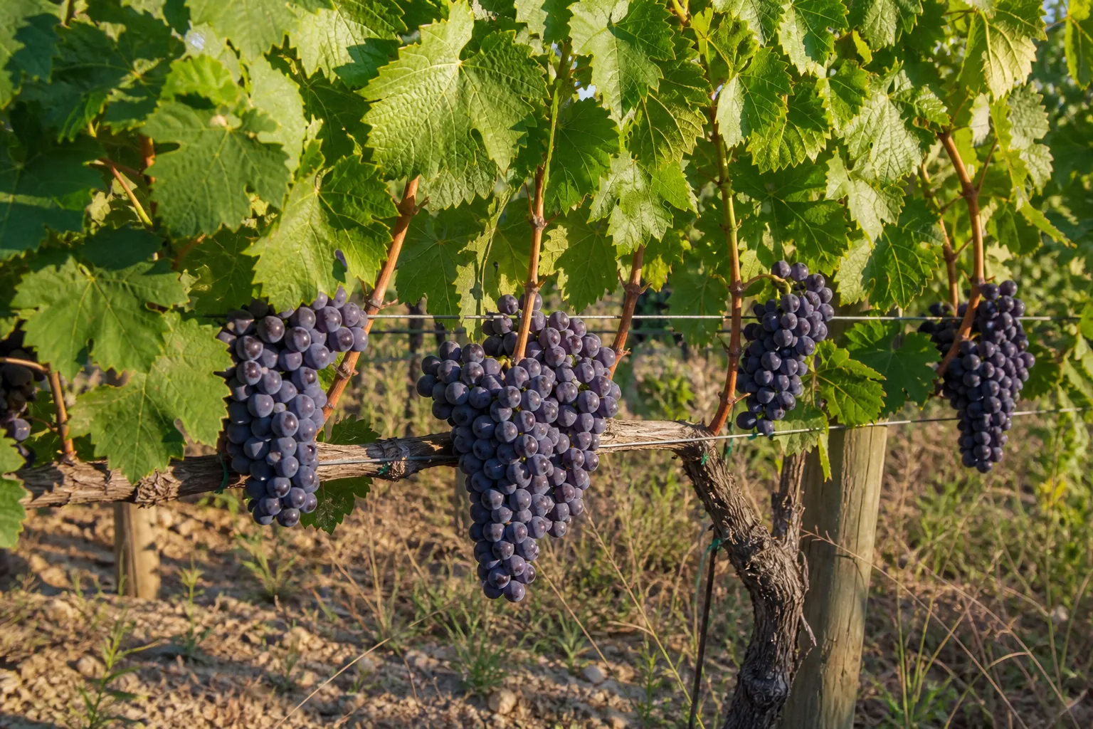 Wine Grape vines bearing purple fruit on a sunny garden trellis