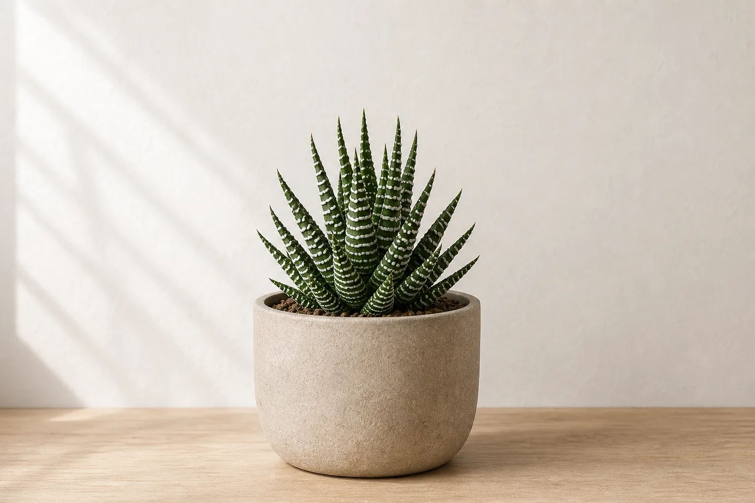 Compact zebra haworthia representing high-light plants under supplemental light