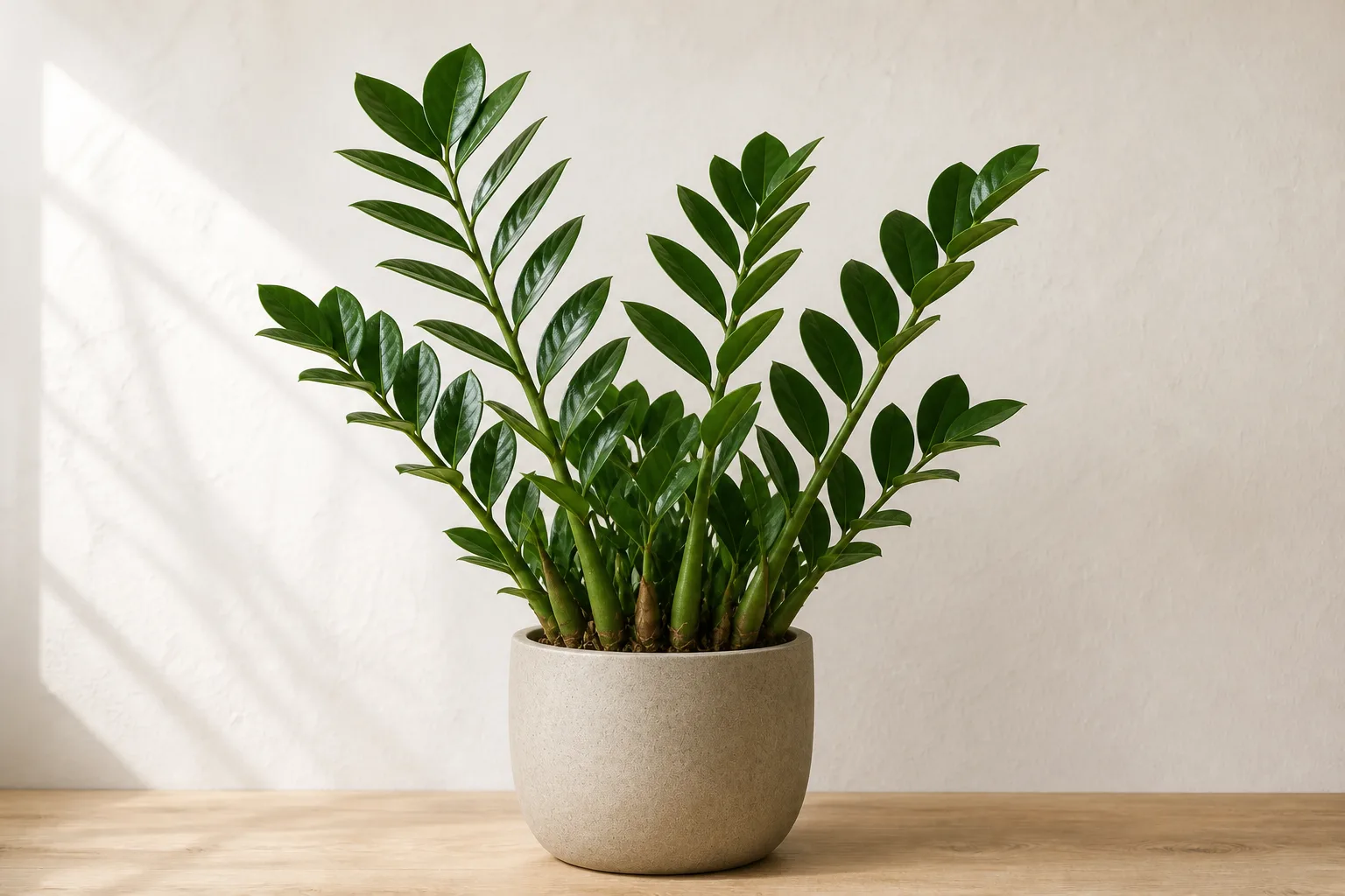 ZZ Plant in a warm stone ceramic pot against an off-white wall